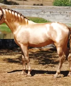 Blonde Stallion Diamond Painting