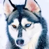 Blue And Brown Eye Husky Diamond Painting