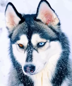 Blue And Brown Eye Husky Diamond Painting