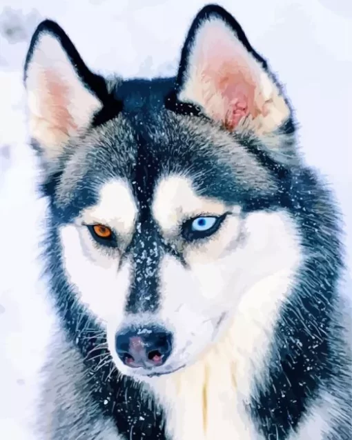 Blue And Brown Eye Husky Diamond Painting