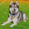 Blue And Brown Eye Husky Dog Diamond Painting