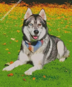 Blue And Brown Eye Husky Dog Diamond Painting