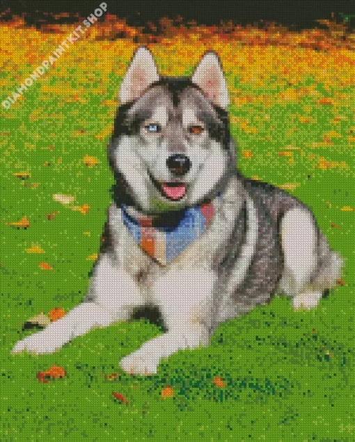 Blue And Brown Eye Husky Dog Diamond Painting