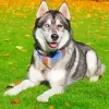 Blue And Brown Eye Husky Dog Diamond Painting