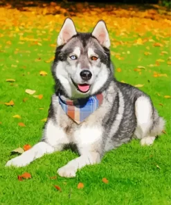 Blue And Brown Eye Husky Dog Diamond Painting