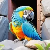 Blue And Gold Macaw Bird Diamond Painting