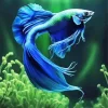 Blue And Green Betta Fish Diamond Painting