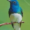 Blue And Green Hummingbird Diamond Painting