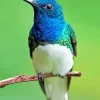 Blue And Green Hummingbird Diamond Painting