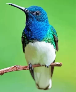 Blue And Green Hummingbird Diamond Painting