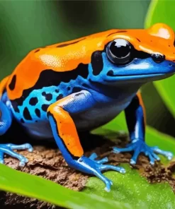 Blue And Orange Frog Diamond Painting