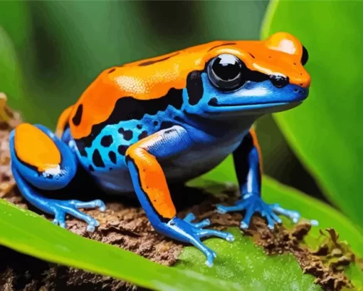 Blue And Orange Frog Diamond Painting