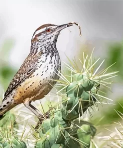 Cactus Wren Diamond Painting