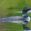 Common Loon Diamond Painting