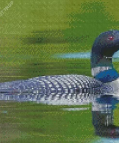 Common Loon Diamond Painting