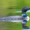 Common Loon Diamond Painting