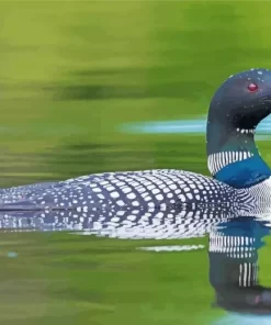 Common Loon Diamond Painting