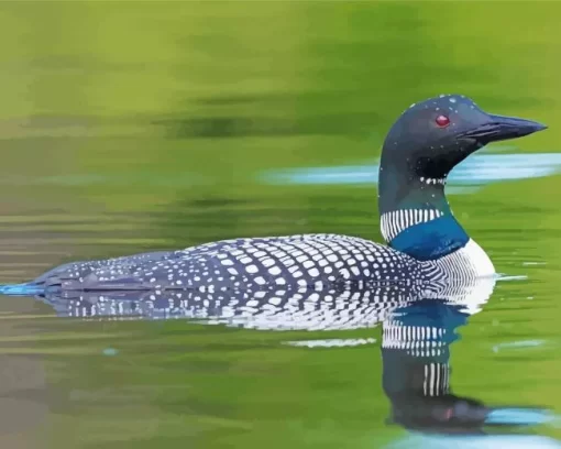 Common Loon Diamond Painting