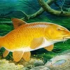 Fish Barbel Art Diamond Painting