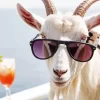 Goat With Sunglasses Diamond Painting