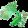 Green Betta Fish Diamond Painting