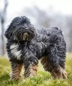 Grey Tibetan Terrier Dog Diamond Painting