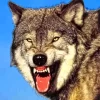 Grey Wolf Growling Diamond Painting