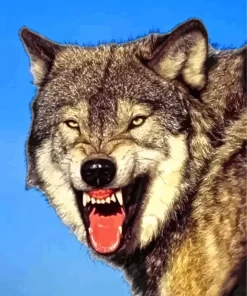 Grey Wolf Growling Diamond Painting