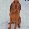 Red Bloodhound Diamond Painting