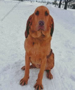 Red Bloodhound Diamond Painting