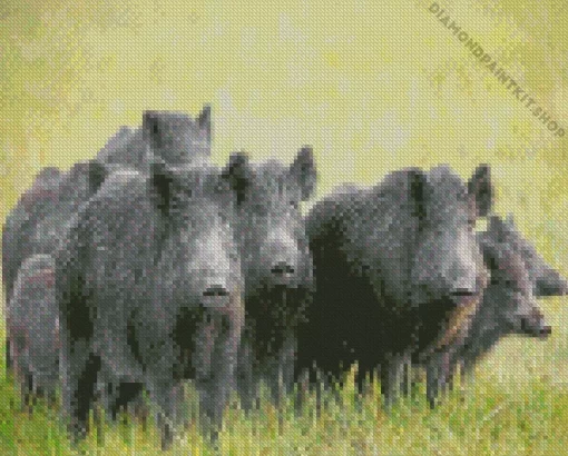 Wild Boar Animal Diamond Painting