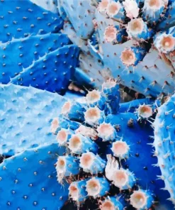 Blue Cactus Diamond Painting