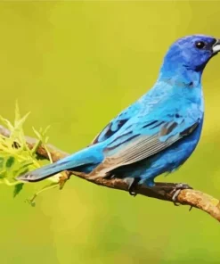 Blue Canary Bird Diamond Painting