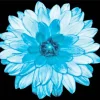 Blue Dahlia Diamond Painting