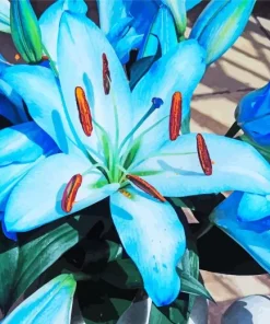 Blue Lilies Diamond Painting