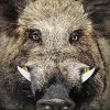 Boar Face Diamond Painting