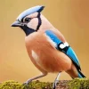 Eurasian Jay Bird Diamond Painting