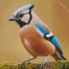 Eurasian Jay Bird Diamond Painting