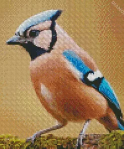 Eurasian Jay Bird Diamond Painting