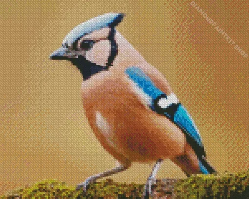 Eurasian Jay Bird Diamond Painting