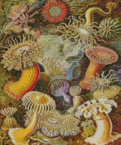 Actiniae By Ernst Haeckel Diamond Painting