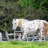 Appaloosa Leopard Diamond Painting