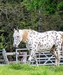 Appaloosa Leopard Diamond Painting