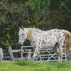 Appaloosa Leopard Diamond Painting