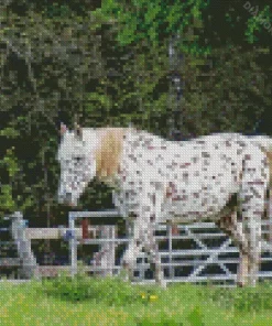 Appaloosa Leopard Diamond Painting