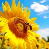 Bee On Sunflower Diamond Painting