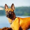 Belgian Malinois Diamond Painting