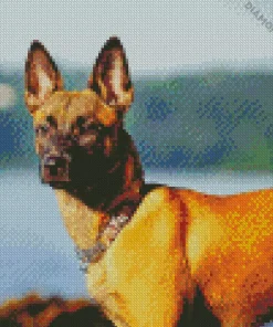 Belgian Malinois Diamond Painting