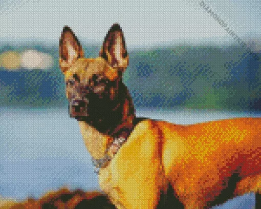 Belgian Malinois Diamond Painting