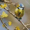 Bird Blue Tit Diamond Painting